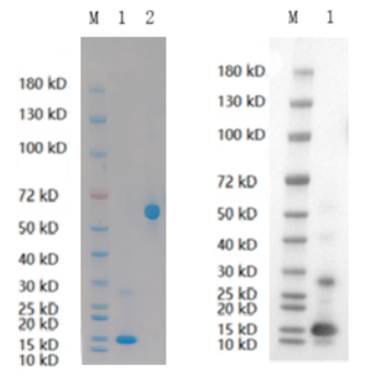 Reducing 4%-20% SDS-PAGE (CBB stained) and WB (Anti-His Mouse Monoclonal antibody) analysis profiles of purified BMP10.
1. BMP10: 1 μg
2. BSA: 1 μg